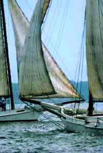 [color photograph of a skipjack]