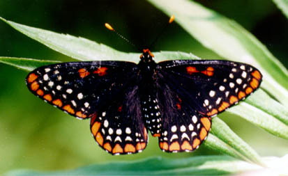 [Color photograph of the Baltimore Checkerspot Butterfly]